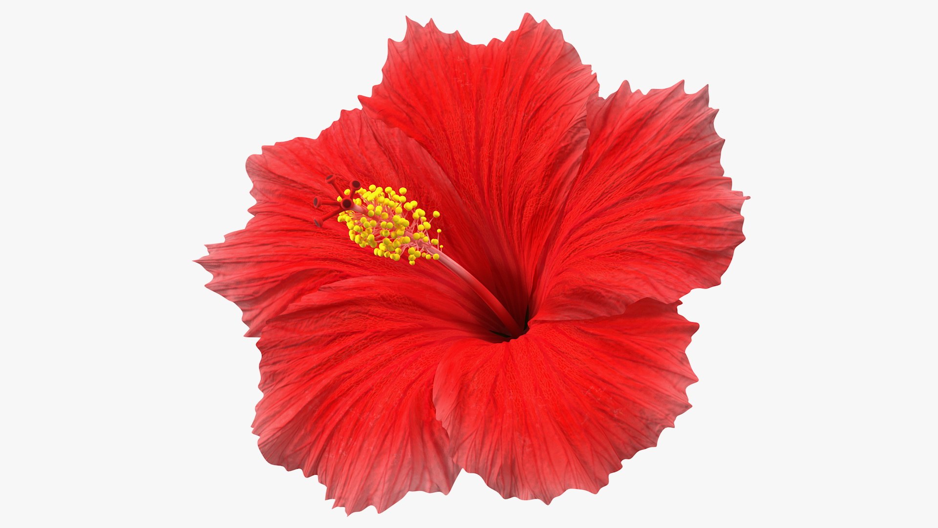 Flowering Plants Collection 2 3D model preview