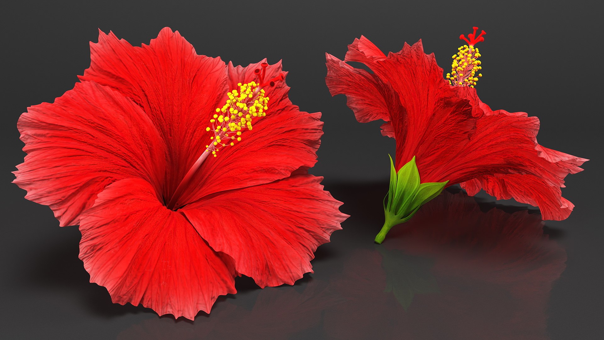 blooming red hibiscus flower model https://p.turbosquid.com/ts-thumb/26/S4QRD2/KfxYZEkp/bloomingredhibiscusflowervray3dmodel002/jpg/1605272169/1920x1080/fit_q87/4773b45af57842635b4e7c2db4999187a8dbe221/bloomingredhibiscusflowervray3dmodel002.jpg