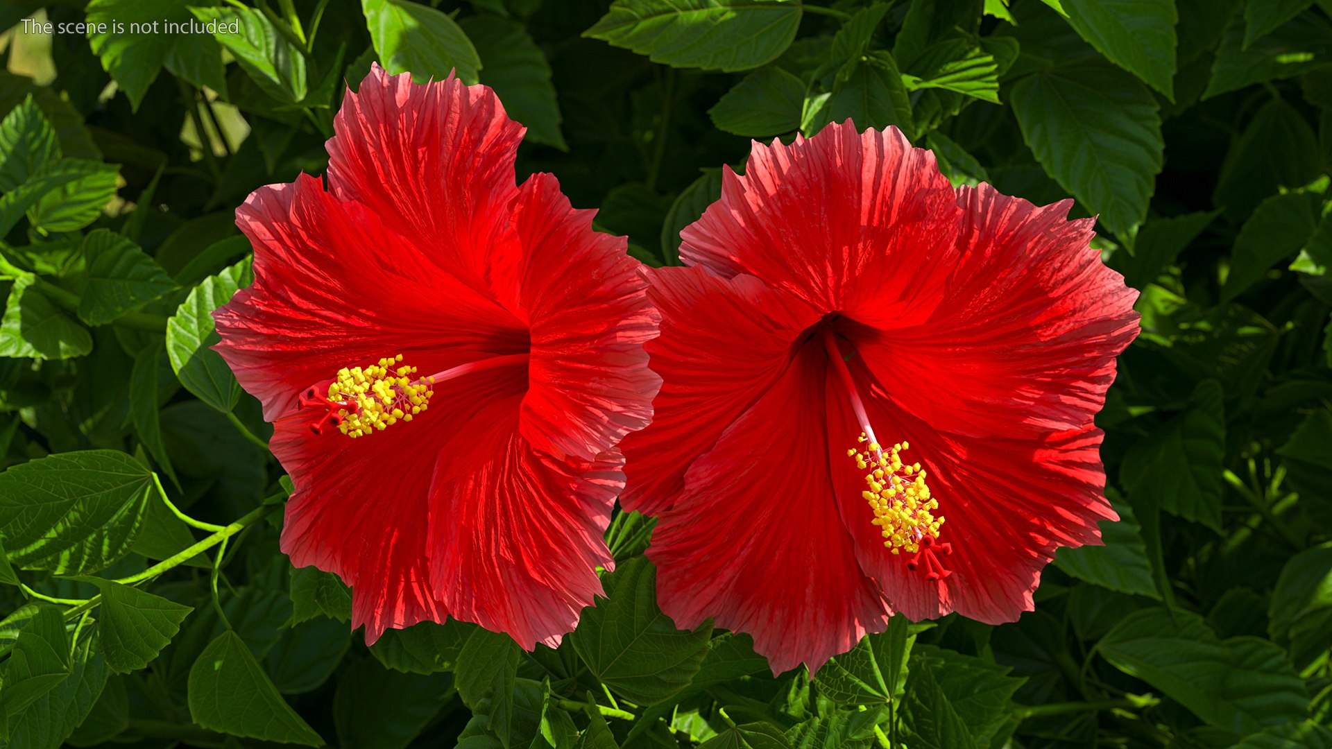 blooming red hibiscus flower model https://p.turbosquid.com/ts-thumb/26/S4QRD2/MuPAoaCv/bloomingredhibiscusflowervray3dmodel006/jpg/1605272229/1920x1080/fit_q87/e152b7705a8385b7330a12884e40be029111132e/bloomingredhibiscusflowervray3dmodel006.jpg