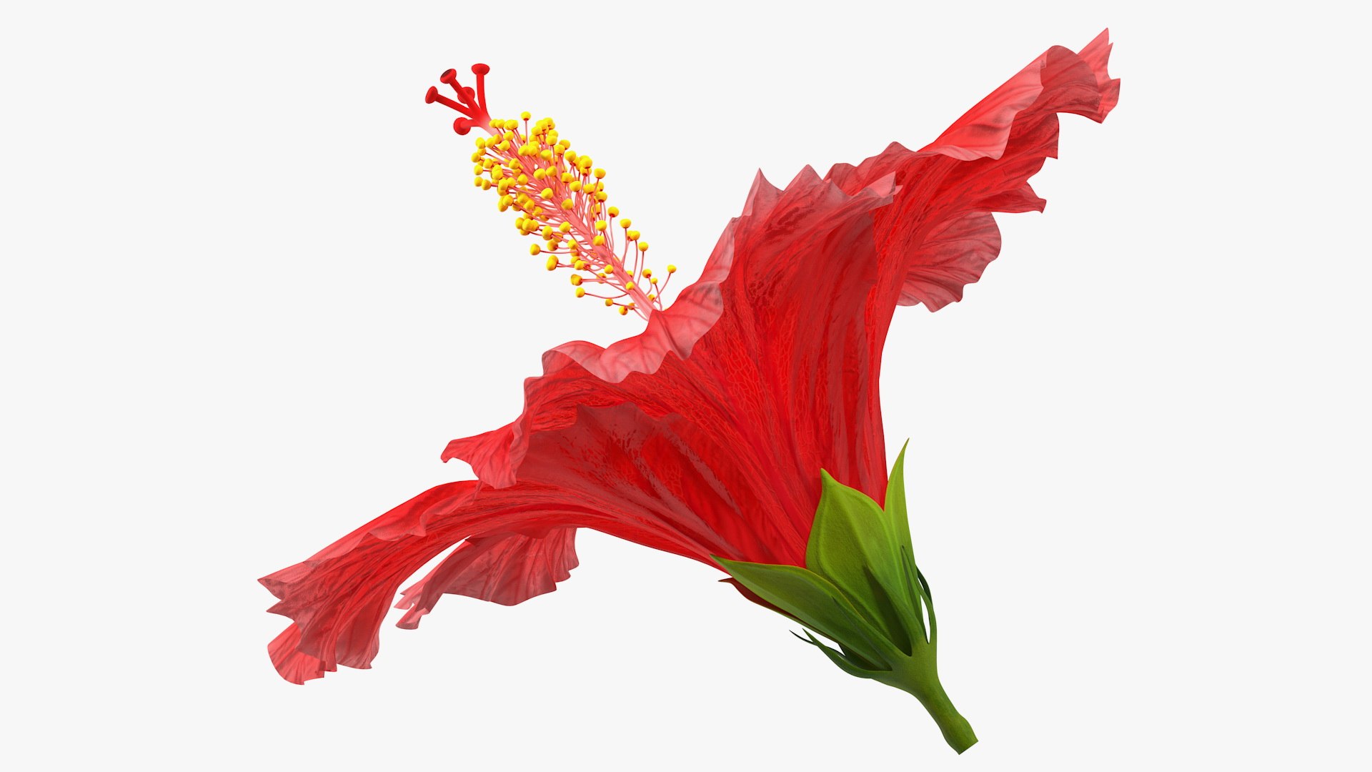 blooming red hibiscus flower model https://p.turbosquid.com/ts-thumb/26/S4QRD2/NVrAYdcd/bloomingredhibiscusflowervray3dmodel008/jpg/1605272256/1920x1080/fit_q87/31ba8a99d0abd064548f6bad476b5b9abe9b1a54/bloomingredhibiscusflowervray3dmodel008.jpg