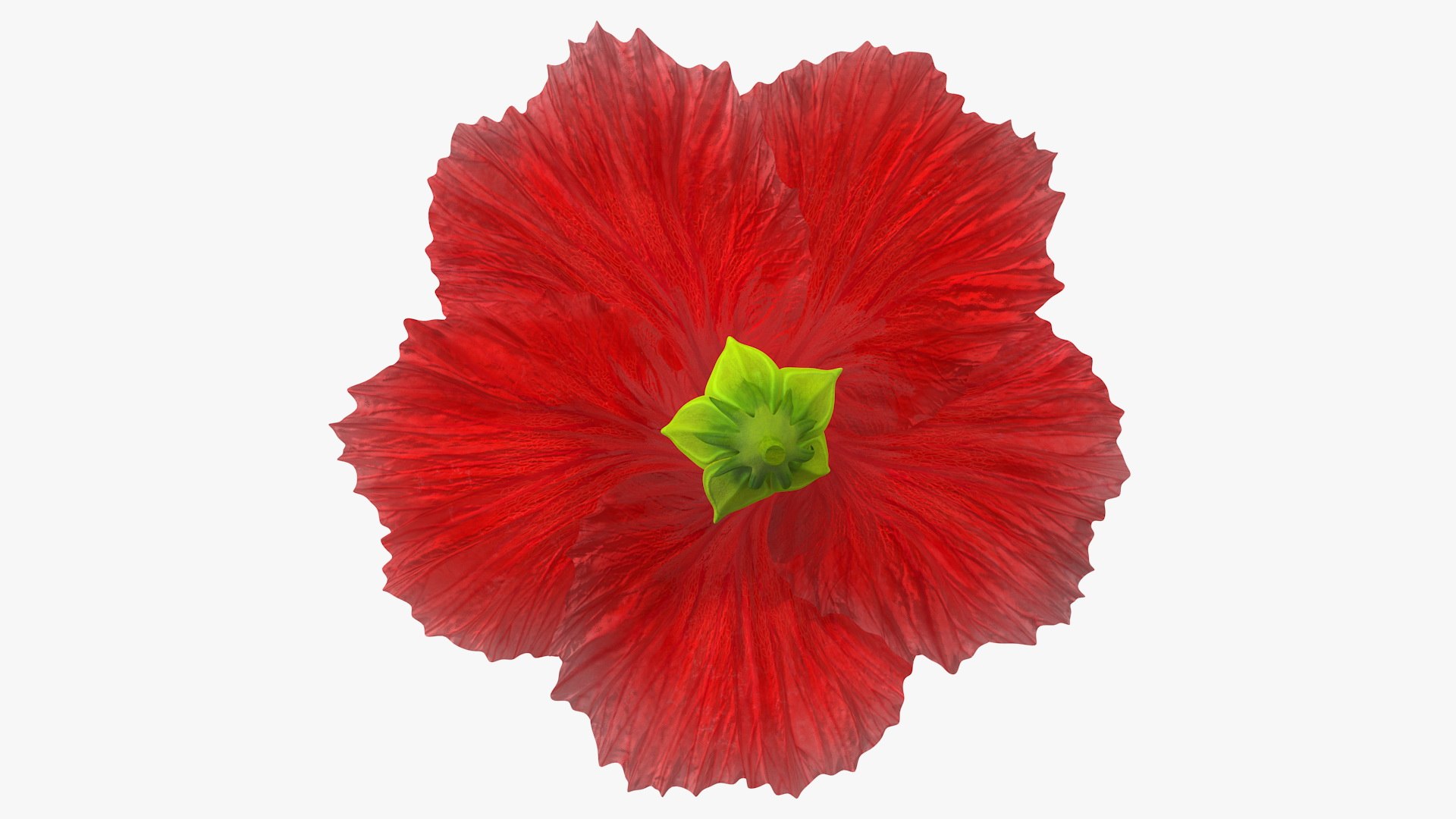 blooming red hibiscus flower model https://p.turbosquid.com/ts-thumb/26/S4QRD2/Qmdmpfx8/bloomingredhibiscusflowervray3dmodel009/jpg/1605272269/1920x1080/fit_q87/a4b169580812aa4c3702d75a571385a357cb501a/bloomingredhibiscusflowervray3dmodel009.jpg