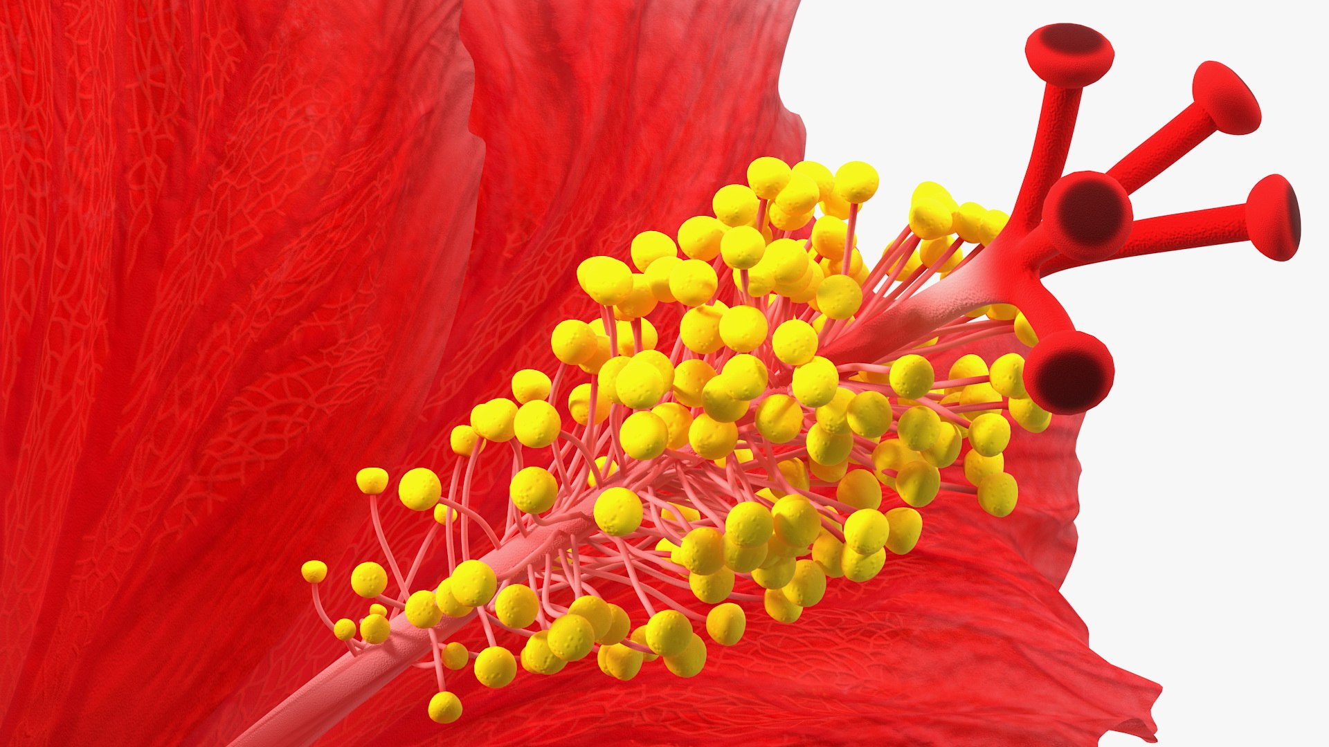 blooming red hibiscus flower model https://p.turbosquid.com/ts-thumb/26/S4QRD2/TgPRuj9C/bloomingredhibiscusflowervray3dmodel010/jpg/1605272282/1920x1080/fit_q87/88c9c82e13c9bb3b2797bda8c3fd7096f1f720c8/bloomingredhibiscusflowervray3dmodel010.jpg