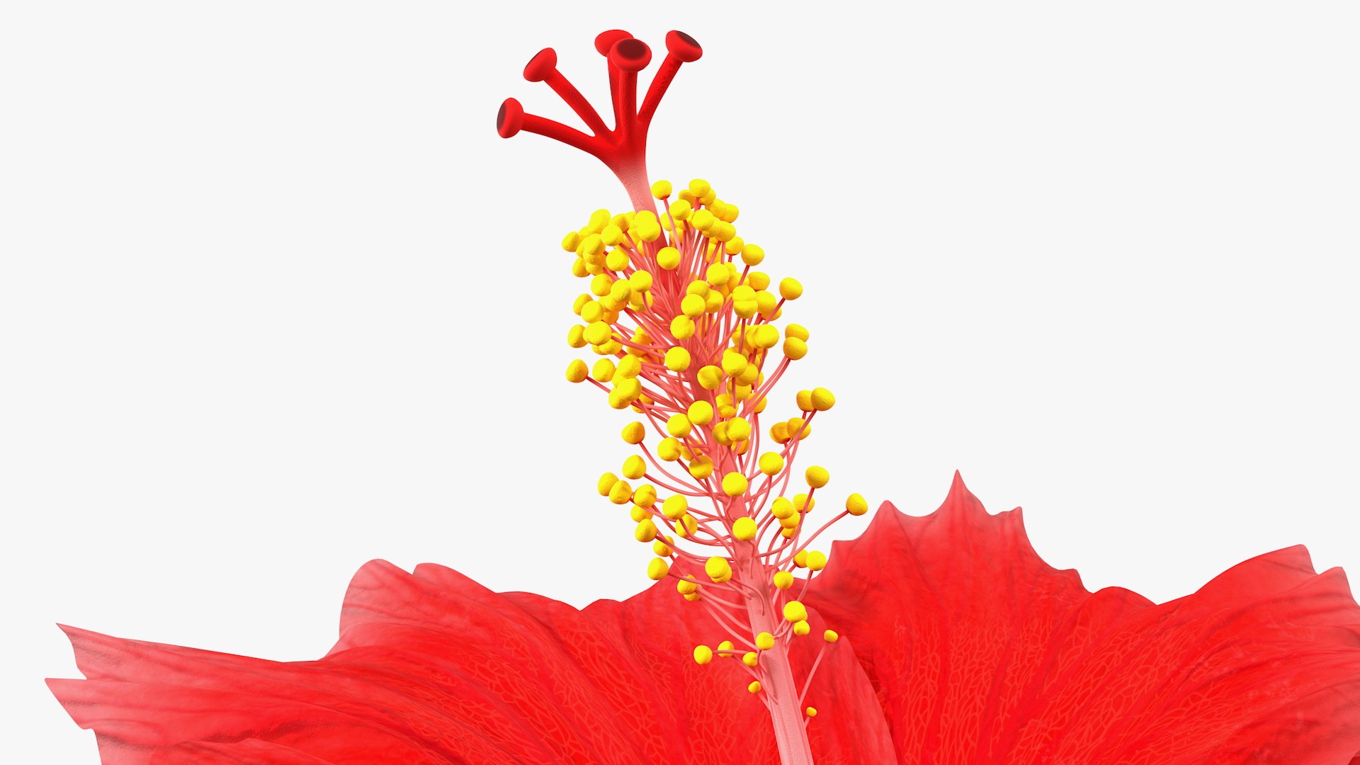 blooming red hibiscus flower model https://p.turbosquid.com/ts-thumb/26/S4QRD2/Vc5yTwd1/bloomingredhibiscusflowervray3dmodel011/jpg/1605272295/1920x1080/fit_q87/f04d483d0801290a6a175696f80d3c08386083cd/bloomingredhibiscusflowervray3dmodel011.jpg