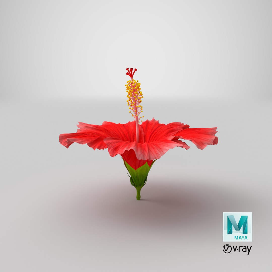 blooming red hibiscus flower model https://p.turbosquid.com/ts-thumb/26/S4QRD2/fwv0M4HW/stemcell_maya_vray_render/png/1609621041/1920x1080/fit_q87/aa8c584120b2ebbe3766a788cd8733d9a9eed8c4/stemcell_maya_vray_render.jpg