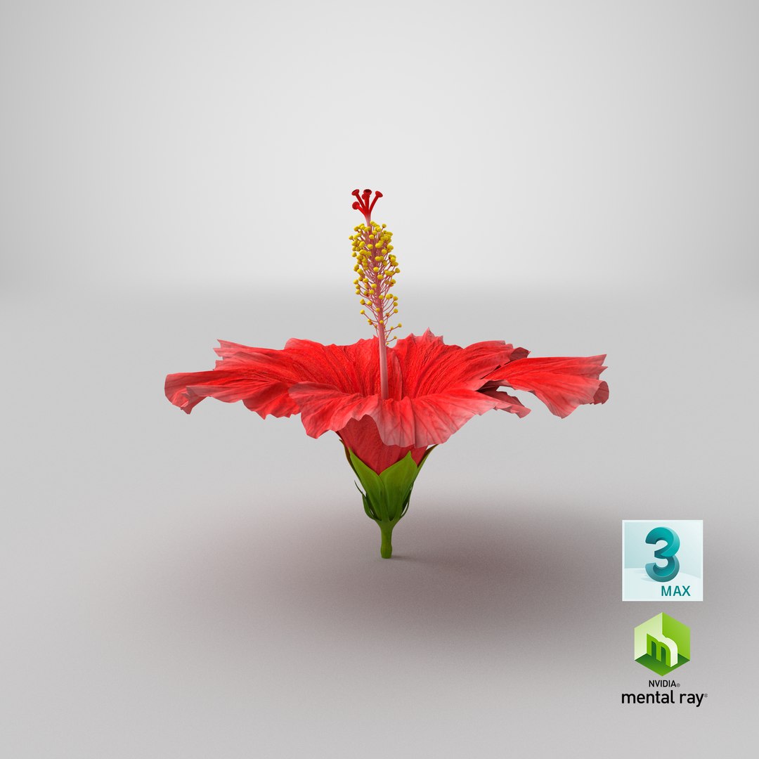 blooming red hibiscus flower model https://p.turbosquid.com/ts-thumb/26/S4QRD2/irCVWpnp/stemcell_max_mental_ray_render/png/1609621028/1920x1080/fit_q87/189ea9262fa751afcdede1353f2b21491c5a3cbd/stemcell_max_mental_ray_render.jpg