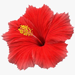 blooming red hibiscus flower model