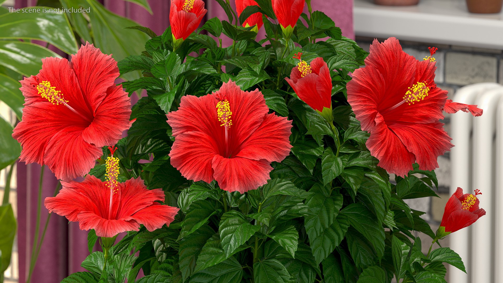 blooming red hibiscus flower model https://p.turbosquid.com/ts-thumb/26/S4QRD2/u0FmKWvJ/bloomingredhibiscusflowervray3dmodel003/jpg/1605272189/1920x1080/fit_q87/d1a8bd0a26c03ca303dd691ad372fd4b87e320a6/bloomingredhibiscusflowervray3dmodel003.jpg