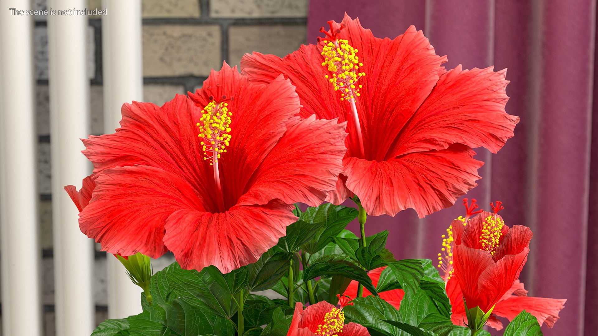 blooming red hibiscus flower model https://p.turbosquid.com/ts-thumb/26/S4QRD2/u58H2QZe/bloomingredhibiscusflowervray3dmodel004/jpg/1605272202/1920x1080/fit_q87/10d8d97318a485107714e5968dcee6e01d6fd12e/bloomingredhibiscusflowervray3dmodel004.jpg