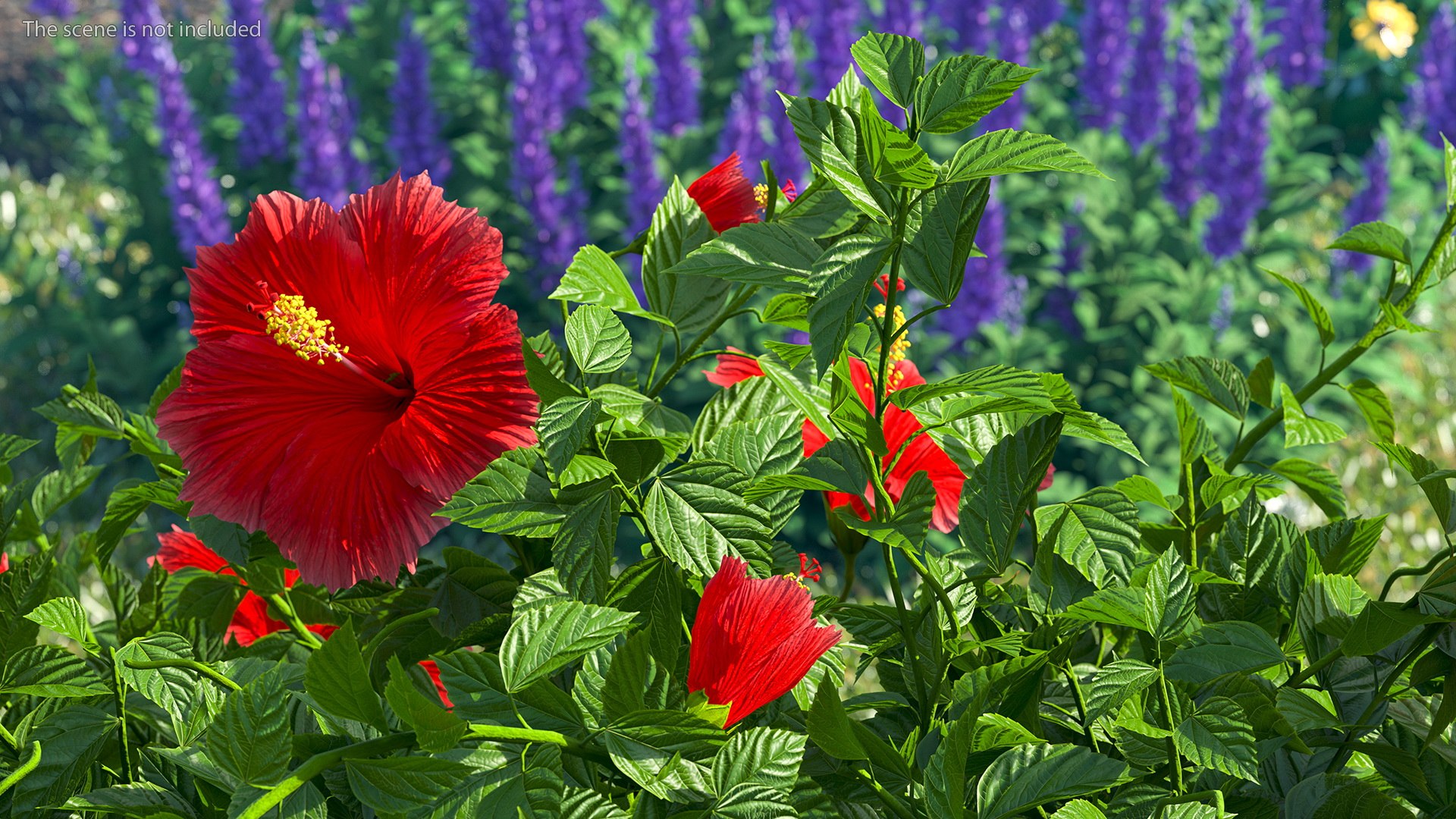 blooming red hibiscus flower model https://p.turbosquid.com/ts-thumb/26/S4QRD2/wLwZIo4c/bloomingredhibiscusflowervray3dmodel005/jpg/1605272215/1920x1080/fit_q87/ae8f7856742979e63fa2407e23afa416d4614060/bloomingredhibiscusflowervray3dmodel005.jpg