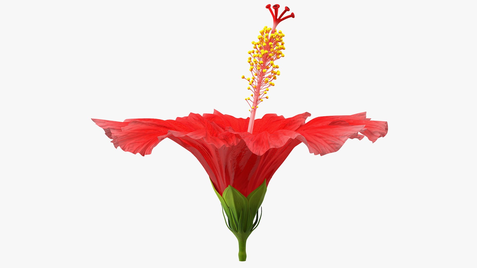 blooming red hibiscus flower model https://p.turbosquid.com/ts-thumb/26/S4QRD2/xvYbZFng/bloomingredhibiscusflowervray3dmodel007/jpg/1605272242/1920x1080/fit_q87/171ff69451770a946478219881b8c6147517aa17/bloomingredhibiscusflowervray3dmodel007.jpg
