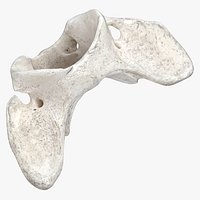 Bear Ursus Cervical Vertebrae C1 Atlas 01