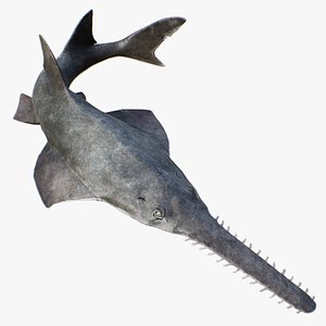 Sawfish 3D model