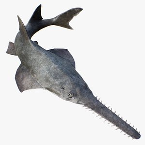 Sawfish