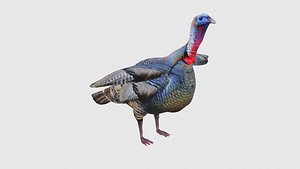 Low Poly Turkey Rigged With Realistic Texture 3D model