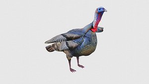 Low Poly Turkey Rigged With Realistic Texture