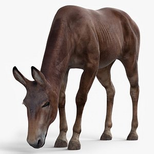 3D Eating Bay Mule model