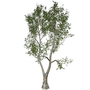London Plane Tree - 07 -