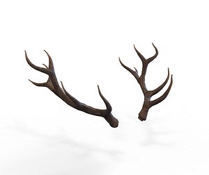 3D horns deer model