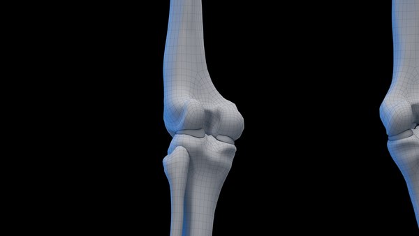 modelo 3d Human Female Skeleton Static - TurboSquid 2058668