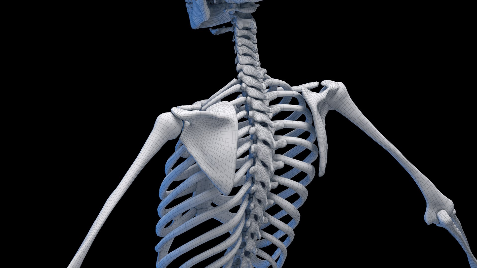 Human Female Skeleton Static 3D model - TurboSquid 2058668
