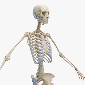 Human Female Skeleton Static 3D model