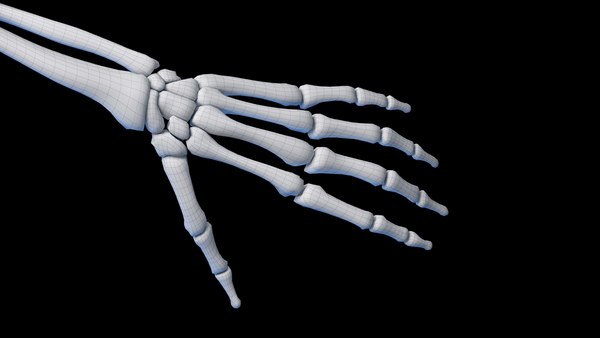modelo 3d Human Female Skeleton Static - TurboSquid 2058668
