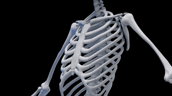 modelo 3d Human Female Skeleton Static - TurboSquid 2058668