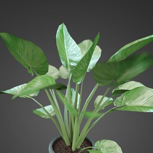 home plant Zantedeschia