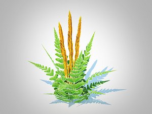 3D Osmunda - Cinnamon Fern