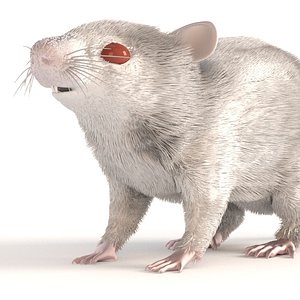 white mouse 3ds