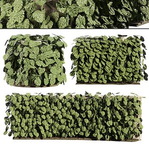 3D Model of a Living Wall with Swiss Cheese Plants