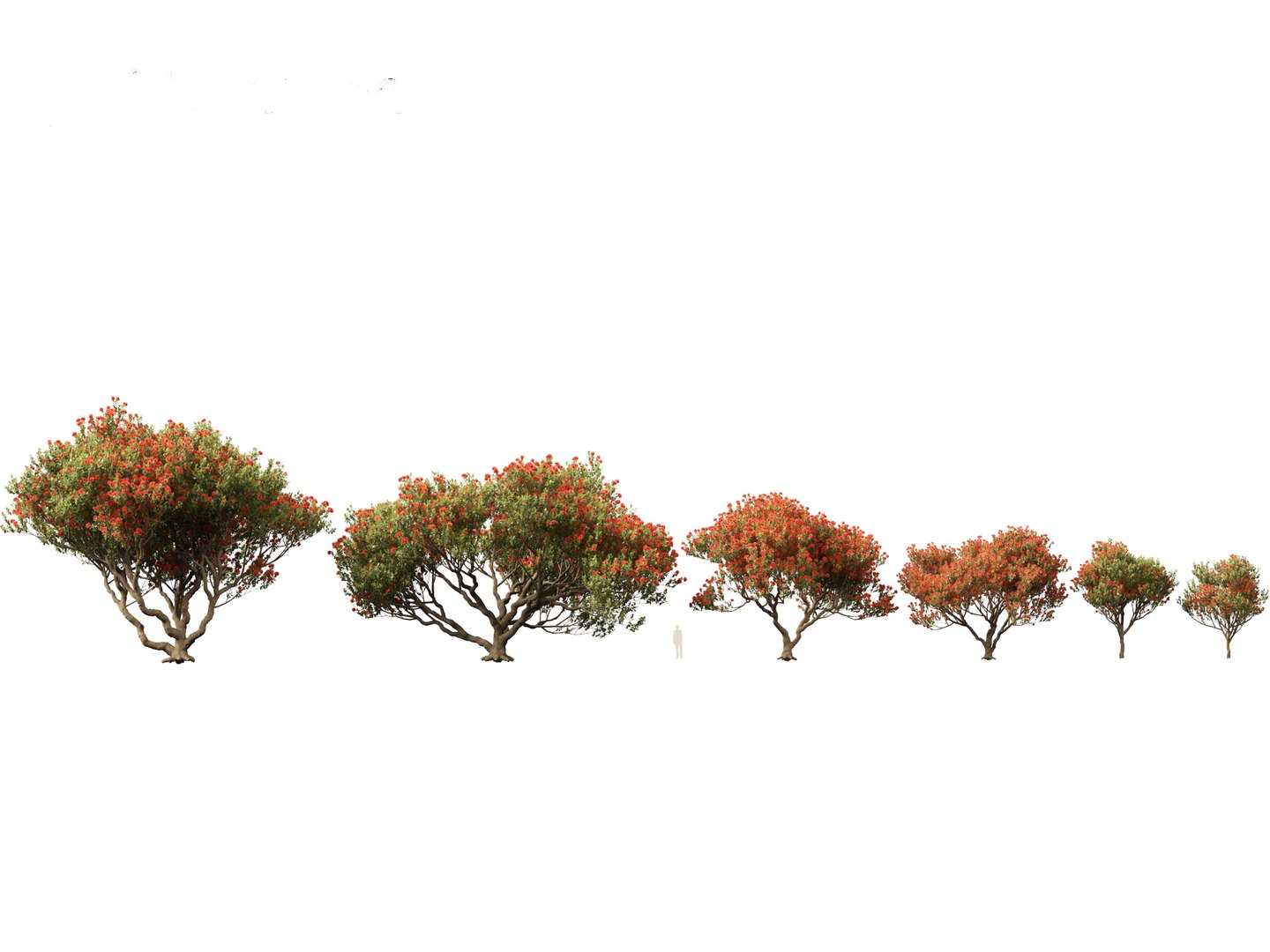 3D Metrosideros excelsa -  New Zealand Christmas tree https://p.turbosquid.com/ts-thumb/28/1AHfGZ/0Z/metrosiderosexcelsa011/jpg/1705568269/1920x1080/fit_q87/062d39d41b8f393f79e325a71e44e6eaf7521200/metrosiderosexcelsa011.jpg