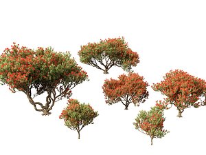 3D Metrosideros excelsa -  New Zealand Christmas tree