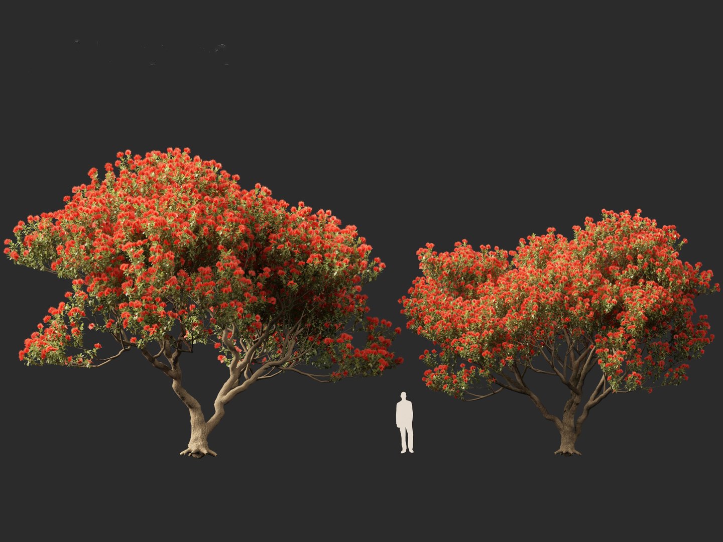 3D Metrosideros excelsa -  New Zealand Christmas tree https://p.turbosquid.com/ts-thumb/28/1AHfGZ/2J/metrosiderosexcelsa016/jpg/1705568272/1920x1080/fit_q87/db555d0545538d8a9838aaa6a68cc1a483af13dc/metrosiderosexcelsa016.jpg