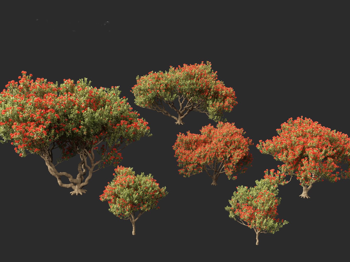 3D Metrosideros excelsa -  New Zealand Christmas tree https://p.turbosquid.com/ts-thumb/28/1AHfGZ/Rb/metrosiderosexcelsa0110/jpg/1705568275/1920x1080/fit_q87/a32f9767808fe348f21bc7f118252809bf0ddb7b/metrosiderosexcelsa0110.jpg