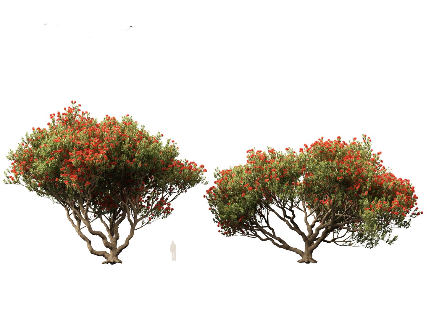 3D Metrosideros excelsa -  New Zealand Christmas tree https://p.turbosquid.com/ts-thumb/28/1AHfGZ/Xr/metrosiderosexcelsa013/jpg/1705568270/1920x1080/fit_q87/9c83dd5ad56f003f7ac45846d40920dd41c1d7a9/metrosiderosexcelsa013.jpg