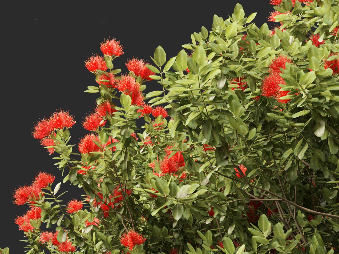 3D Metrosideros excelsa -  New Zealand Christmas tree https://p.turbosquid.com/ts-thumb/28/1AHfGZ/Ym/metrosiderosexcelsa0112/jpg/1705568278/1920x1080/fit_q87/f2273d22e5d7a16de6cc08dd2babada645698ccf/metrosiderosexcelsa0112.jpg