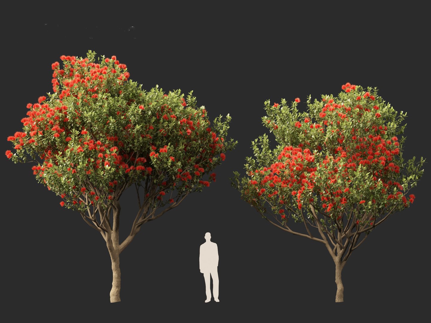 3D Metrosideros excelsa -  New Zealand Christmas tree https://p.turbosquid.com/ts-thumb/28/1AHfGZ/hS/metrosiderosexcelsa018/jpg/1705568274/1920x1080/fit_q87/c9d143dfa65983f064f3f4c2ed296eae6411bb92/metrosiderosexcelsa018.jpg