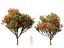 Metrosideros excelsa – новозеландская рождественская елка.