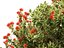 Metrosideros excelsa – новозеландская рождественская елка.
