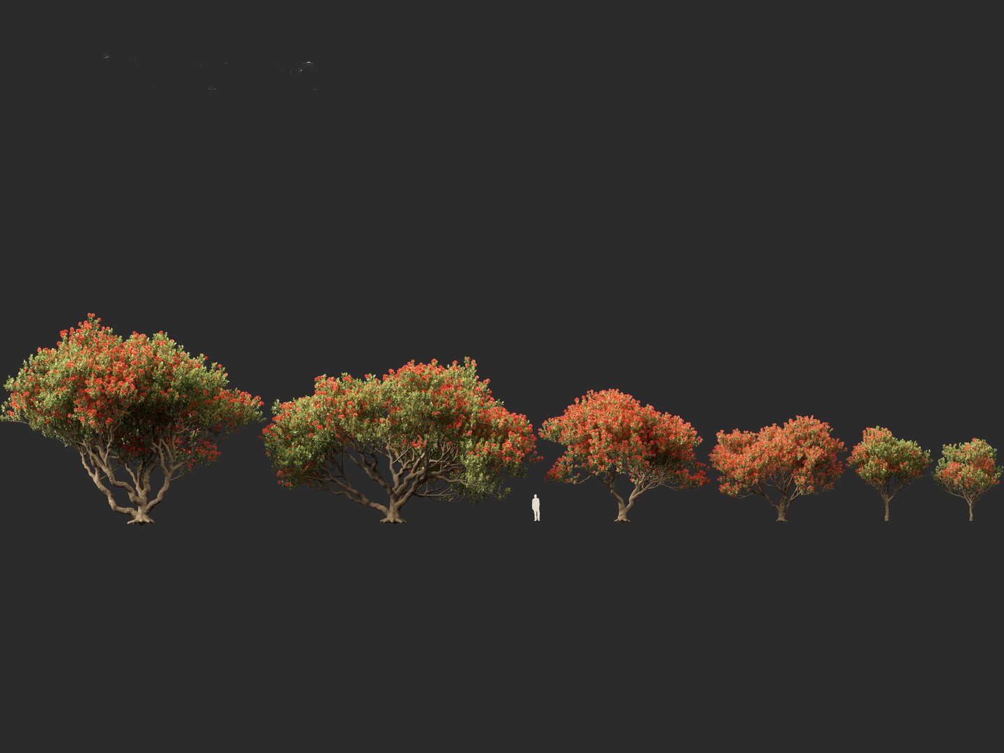 3D Metrosideros excelsa -  New Zealand Christmas tree https://p.turbosquid.com/ts-thumb/28/1AHfGZ/tV/metrosiderosexcelsa012/jpg/1705568272/1920x1080/fit_q87/e1ed1dba4f3ff577f67148f3e4b99b49f19aa447/metrosiderosexcelsa012.jpg