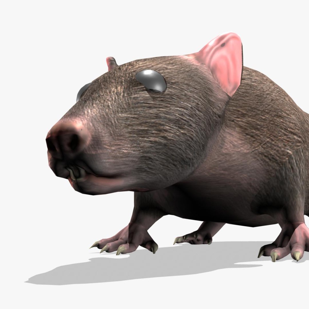 3d Model Rat Rigged Animation