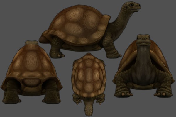 3D turtle low-poly