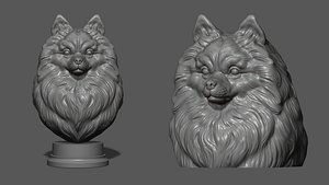 3D Pomeranian with a closed mouth