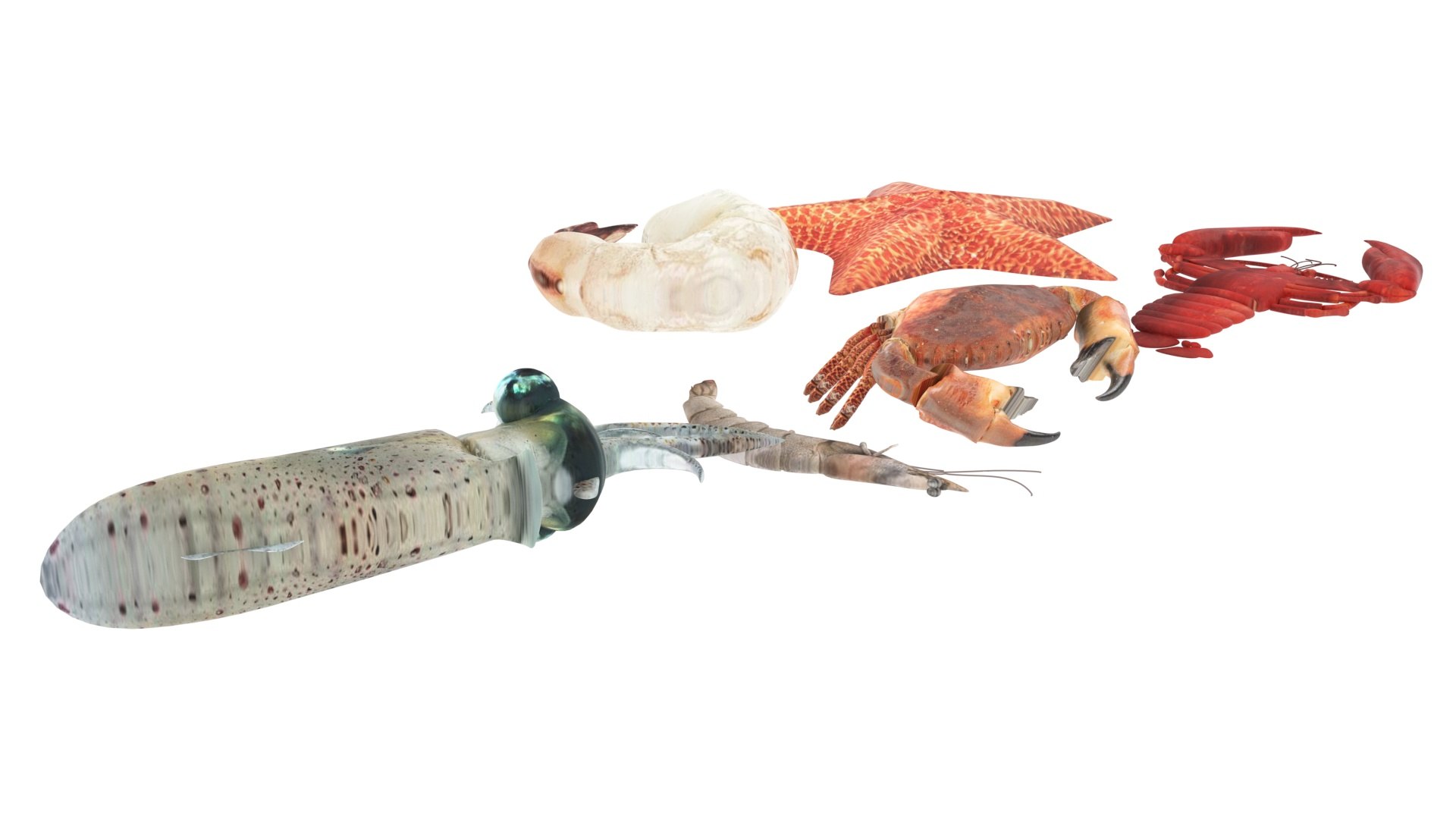 Sea Creatures Set model https://p.turbosquid.com/ts-thumb/28/BwTRVE/6Y/seacreaturessetnew17/jpg/1725964471/1920x1080/fit_q87/2c979019bf09bf95a7442570b2826a411f021d9e/seacreaturessetnew17.jpg