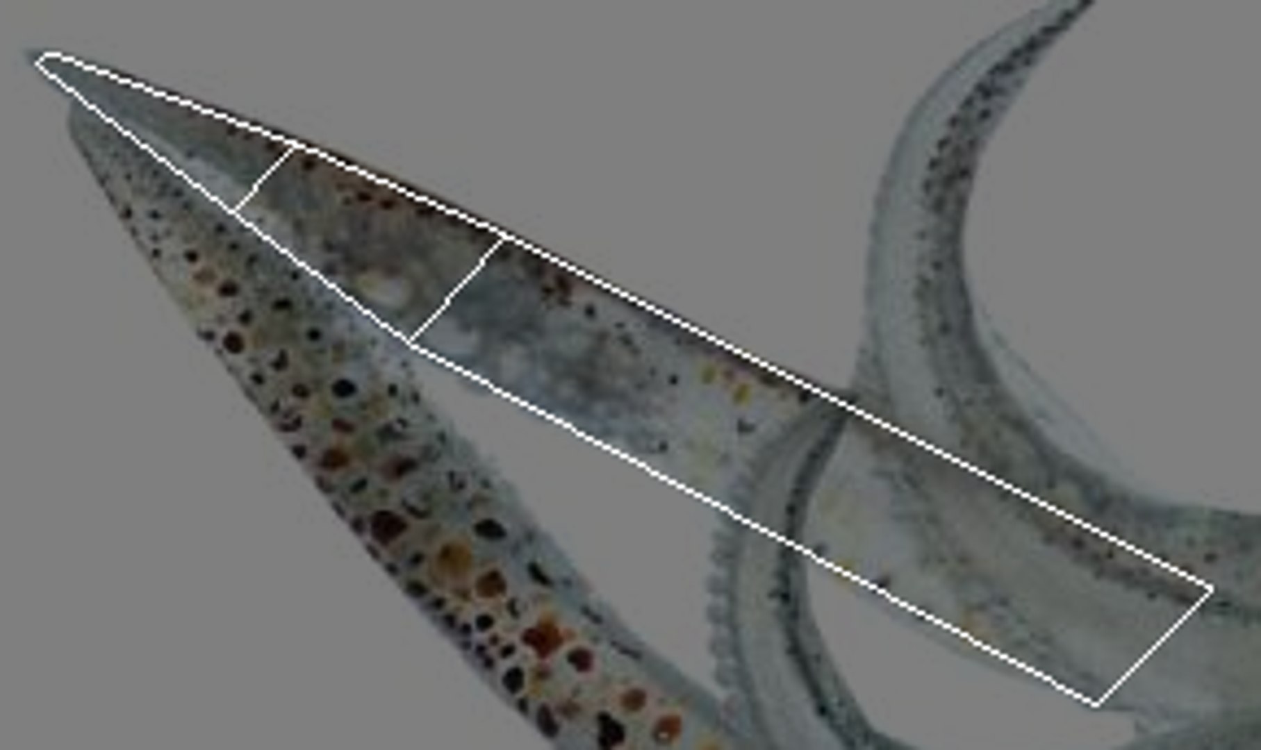 Sea Creatures Set model https://p.turbosquid.com/ts-thumb/28/BwTRVE/8P/screenshot20220106162657/png/1725964722/1920x1080/fit_q87/a55d645059626c304de631eaeba2b1191312350f/screenshot20220106162657.jpg