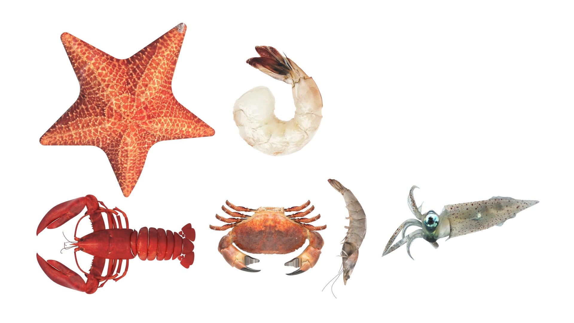 Sea Creatures Set model https://p.turbosquid.com/ts-thumb/28/BwTRVE/9C/seacreaturessetnew29/jpg/1725964466/1920x1080/fit_q87/cf8663a7452bd9bf77fdf15f156f57279af50c6b/seacreaturessetnew29.jpg