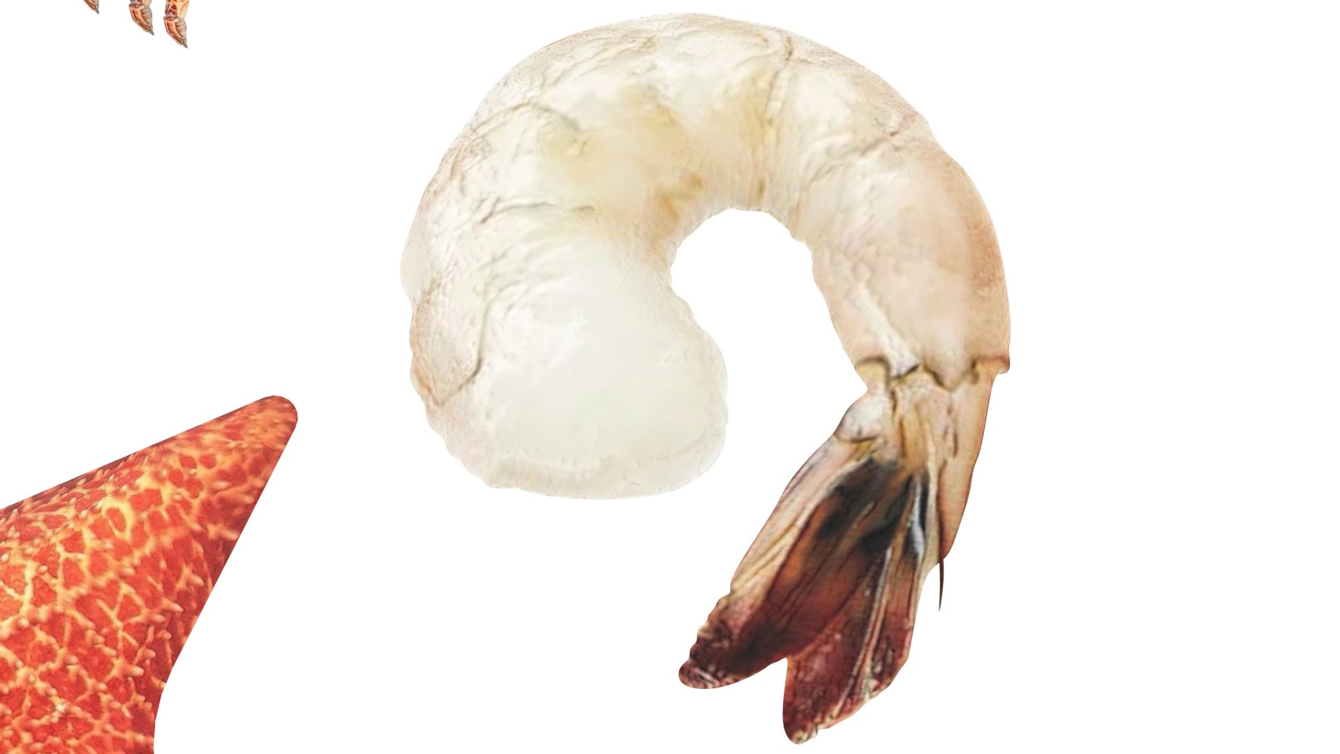 Sea Creatures Set model https://p.turbosquid.com/ts-thumb/28/BwTRVE/By/seacreaturessetnew25/jpg/1725964468/1920x1080/fit_q87/161590779c6073ad35a04f4b5c2804ba8369ed57/seacreaturessetnew25.jpg