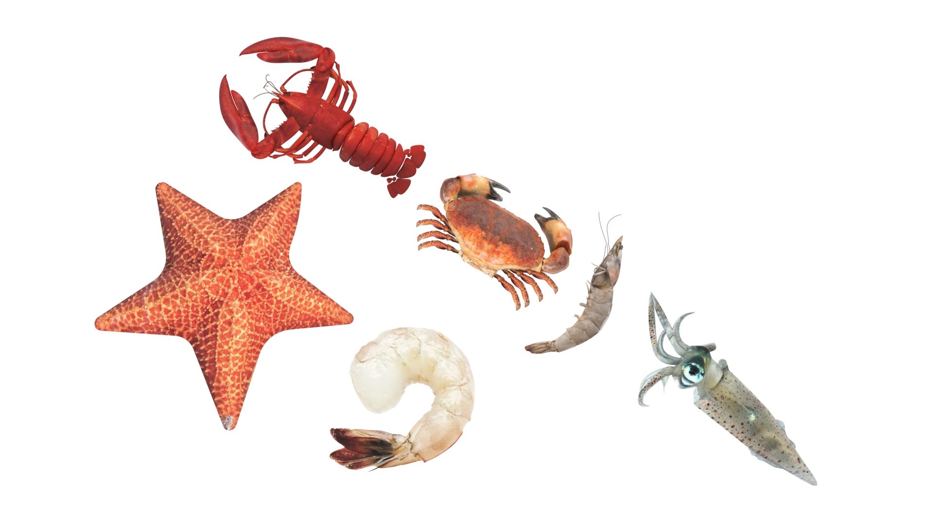 Sea Creatures Set model https://p.turbosquid.com/ts-thumb/28/BwTRVE/Dr/seacreaturessetnew16/jpg/1725964472/1920x1080/fit_q87/cc4c30e6bb123adbbb0b908e9df611aee103c513/seacreaturessetnew16.jpg