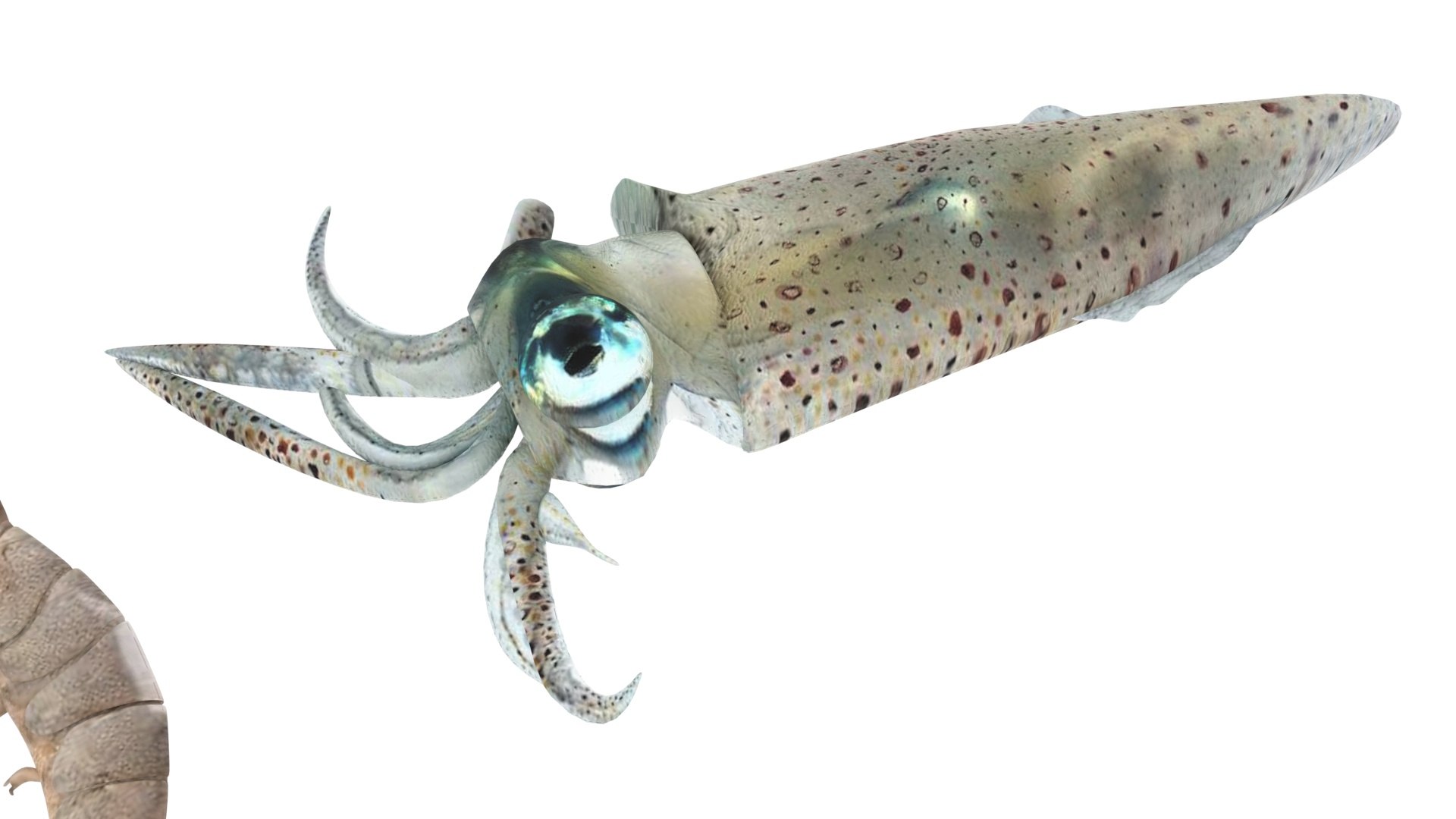 Sea Creatures Set model https://p.turbosquid.com/ts-thumb/28/BwTRVE/Mv/seacreaturessetnew23/jpg/1725964469/1920x1080/fit_q87/2783928679bb22cd67ef32552e84a8eb3290a168/seacreaturessetnew23.jpg